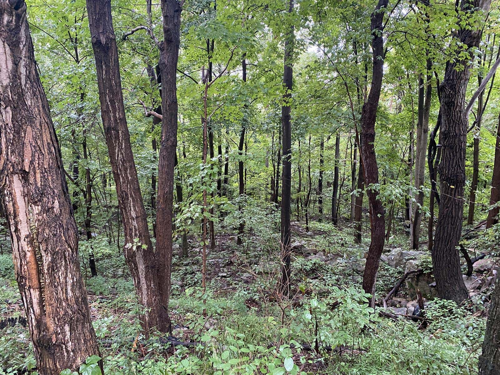 Potomac Highlands 87W