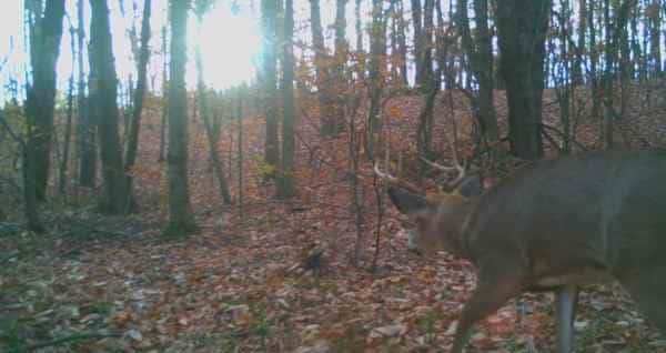 Ticknor Brook Hunting