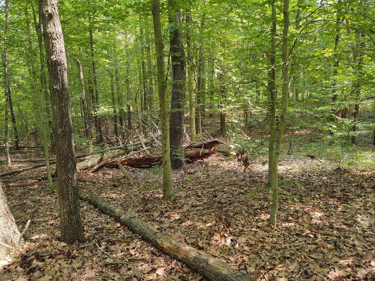 Borrows Run