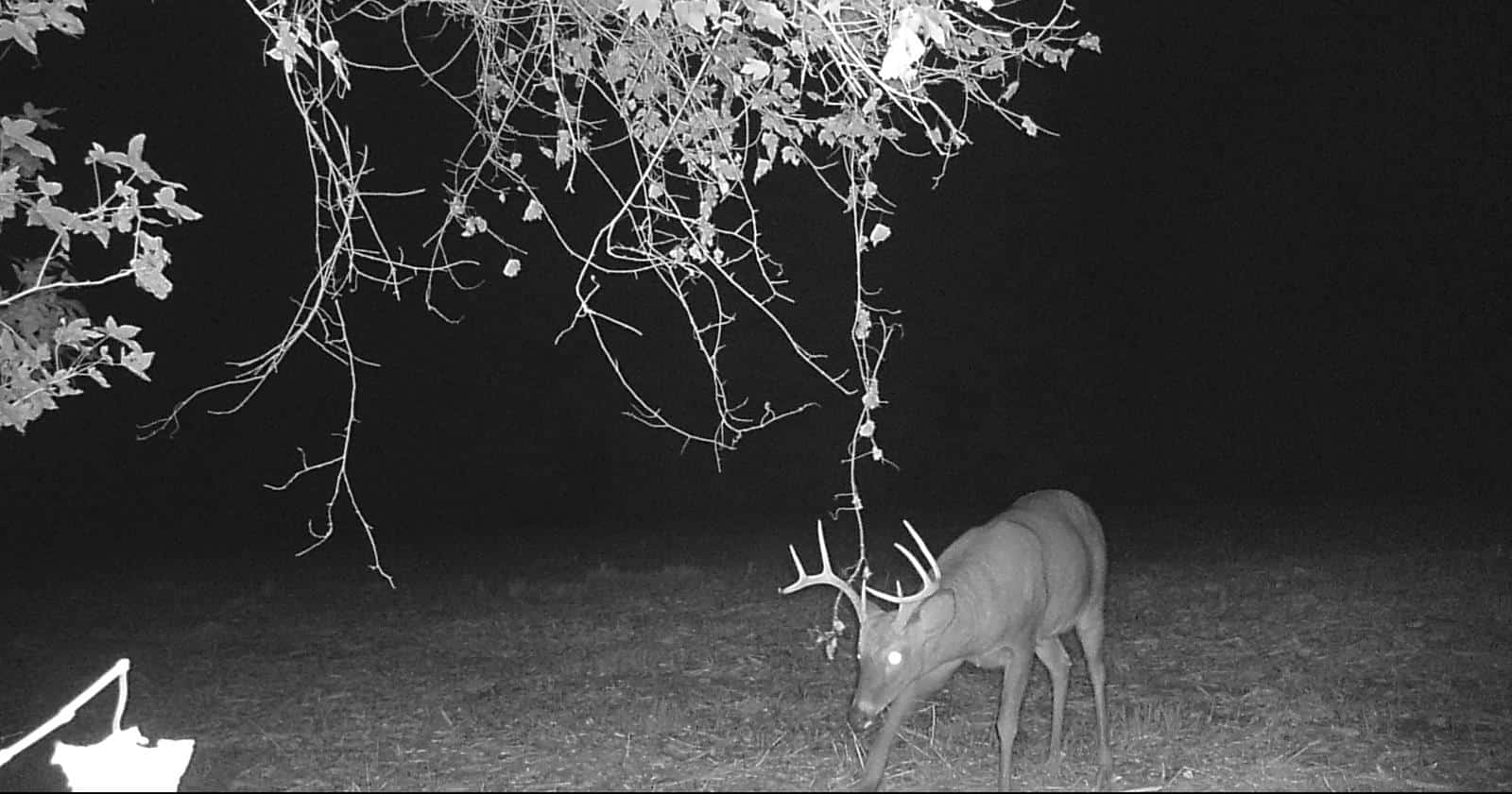Burdette Hunting SE