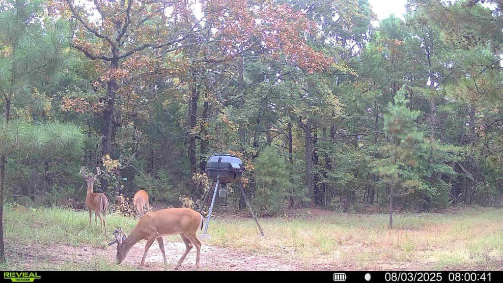 Eastern - Deer Hunting