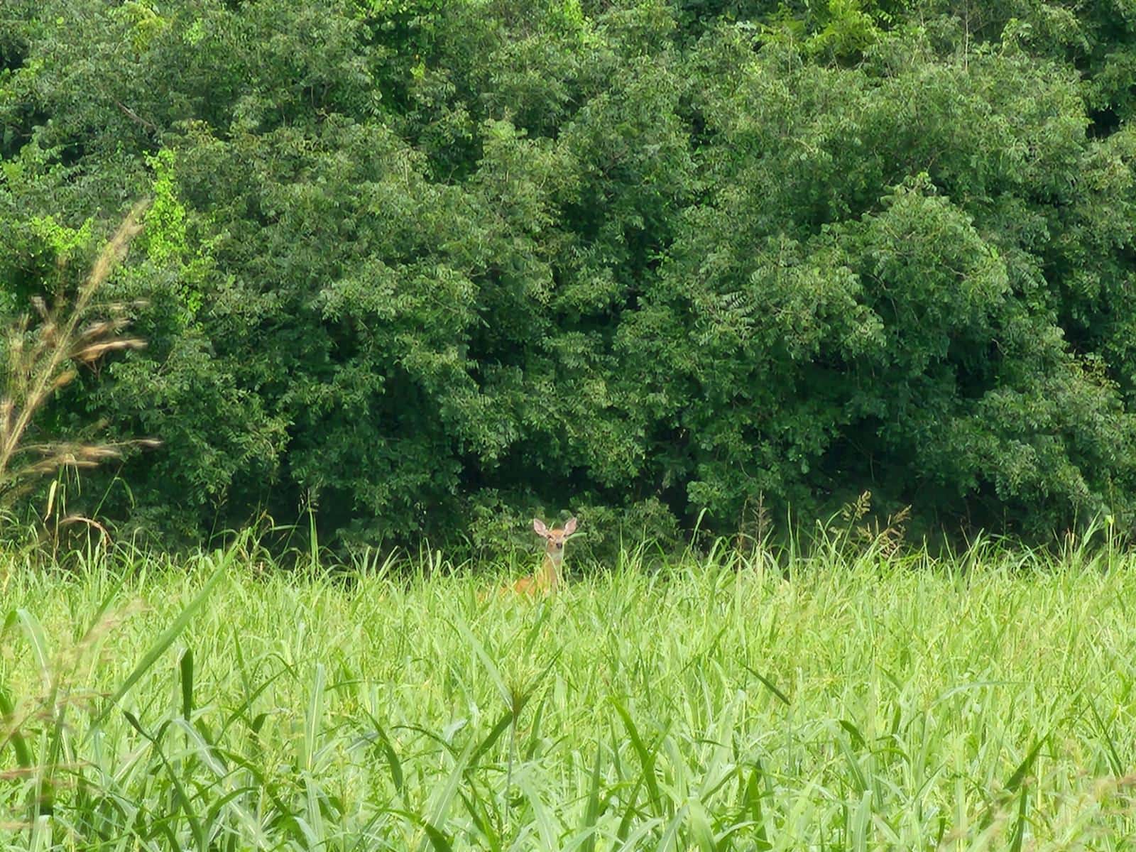 Cimarron River Deer Hunting