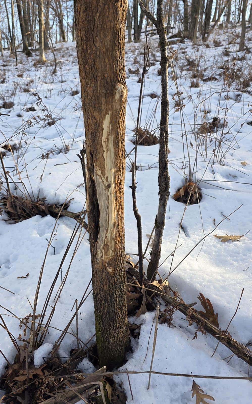 Archery (Zone 9)