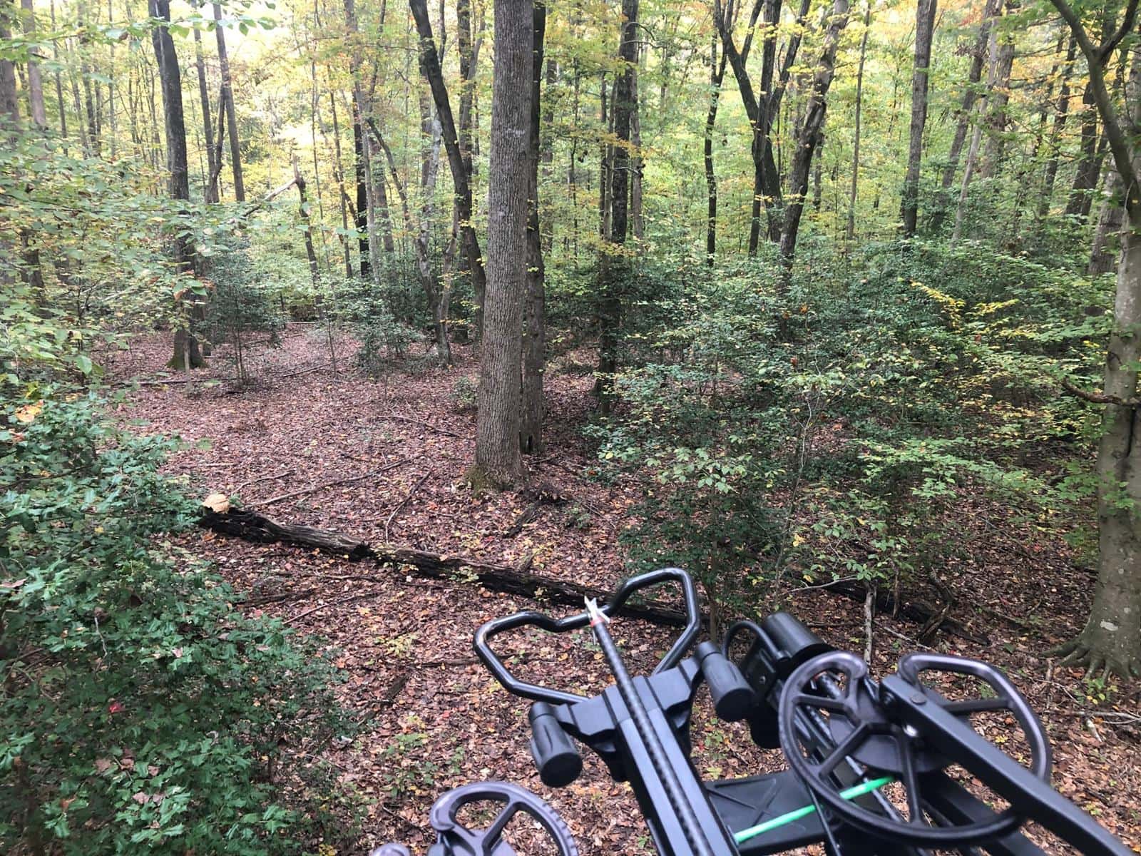 Simpson Woods