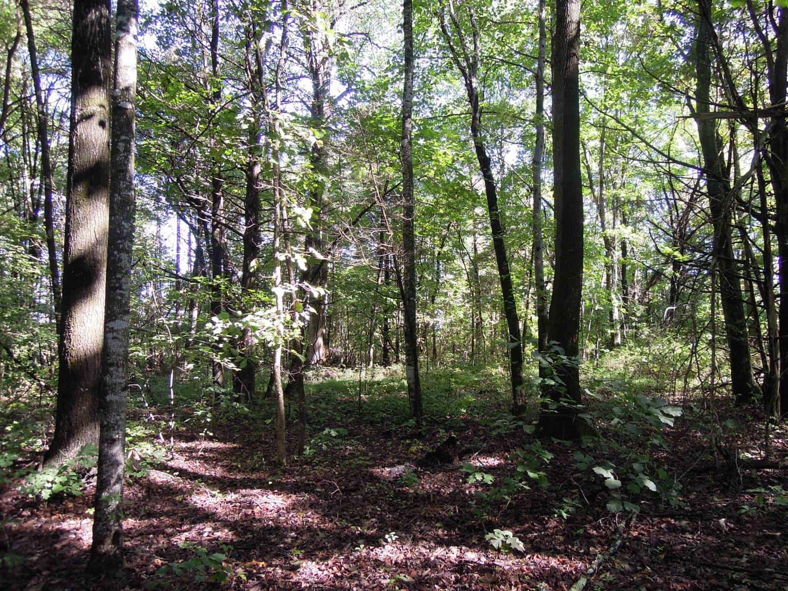 Town Acres