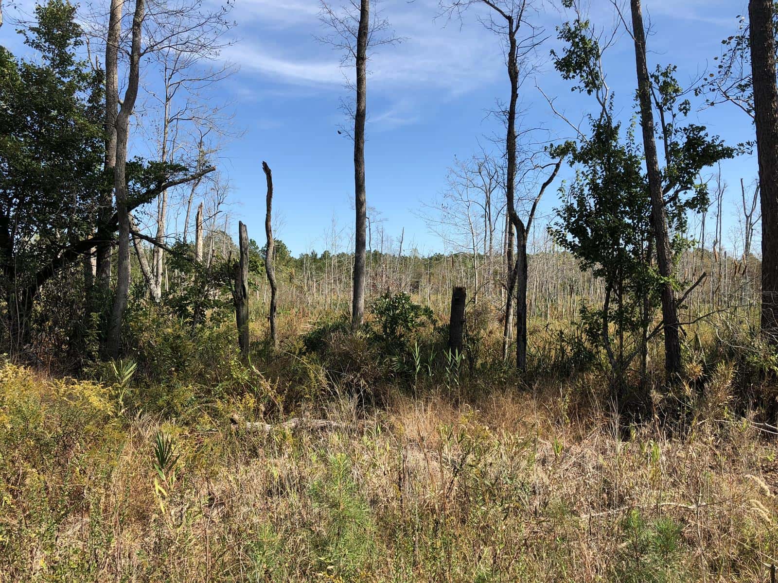 McCormick Timberland and Swamp (Both South and North Tracts)**