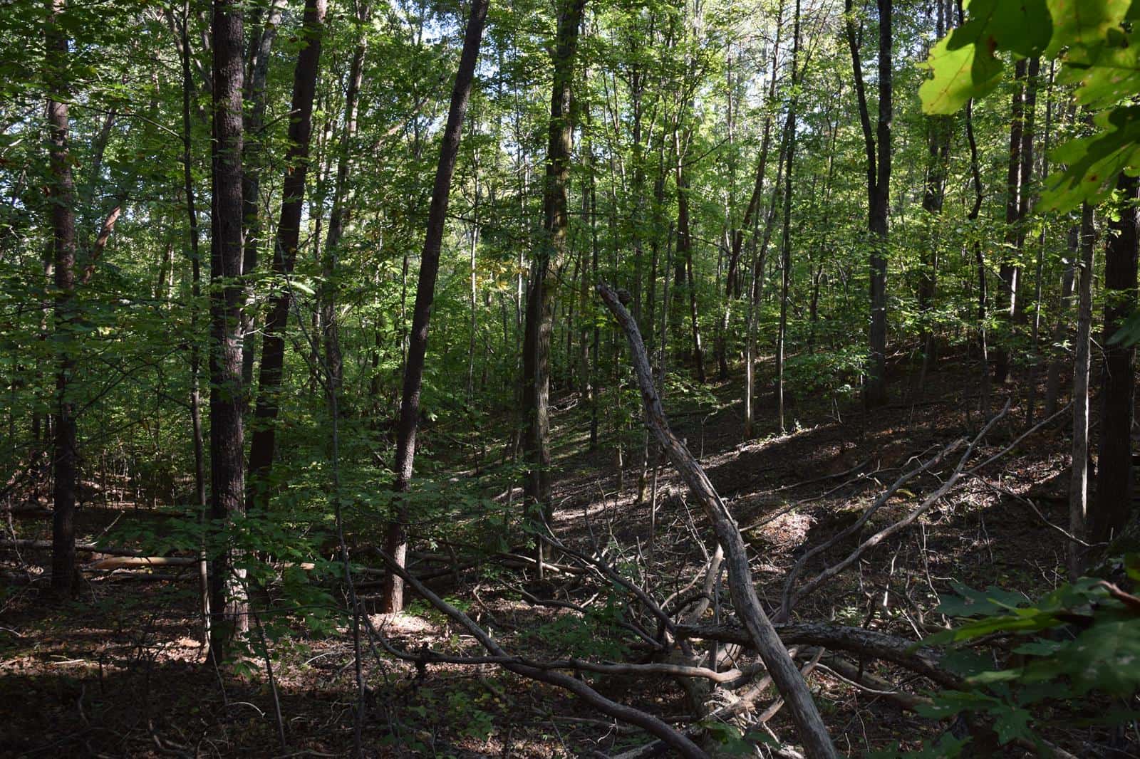 Beeson Road Property