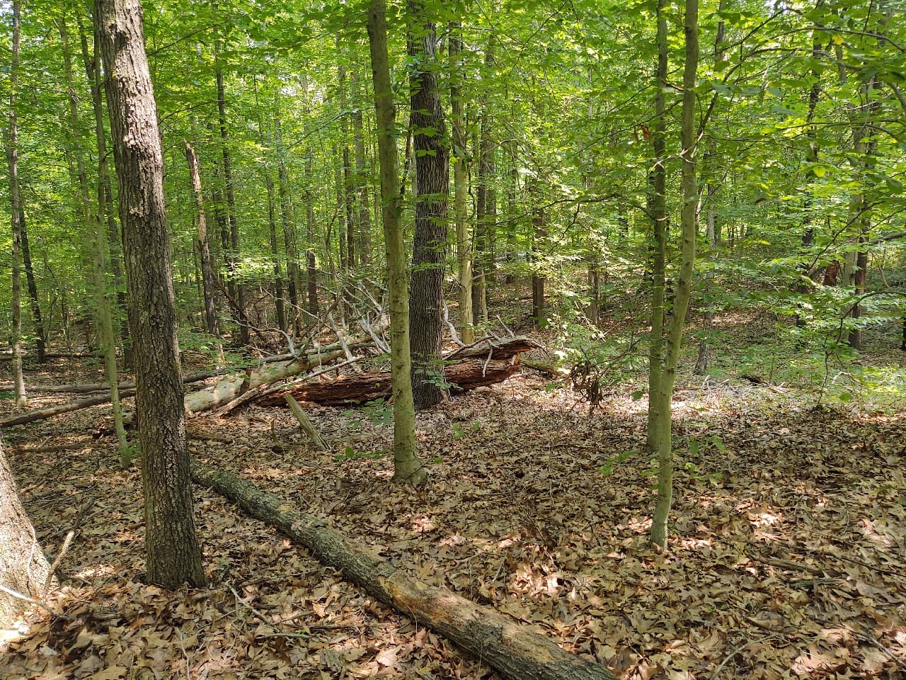 Borrows Run - Photo 1